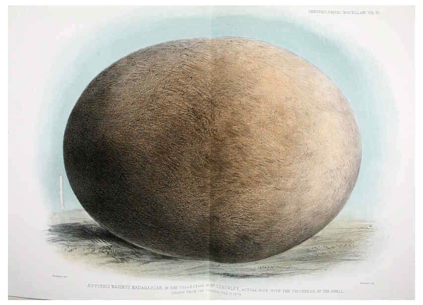 Reproducción/Reproduction 5982106994: Ornithological miscellany V.3 London :Trübner and Co., Bernard Quaritch, R.H. Porter,1876-1878