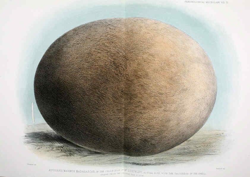 Reproducción/Reproduction 5982106994: Ornithological miscellany V.3 London :Trübner and Co., Bernard Quaritch, R.H. Porter,1876-1878