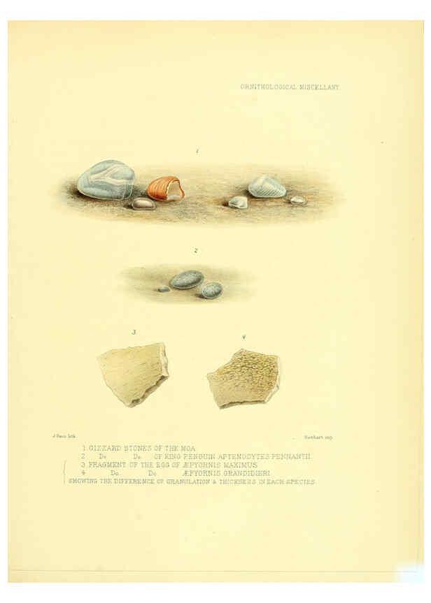 Reproducción/Reproduction 5982107346: Ornithological miscellany V.3 London :Trübner and Co., Bernard Quaritch, R.H. Porter,1876-1878