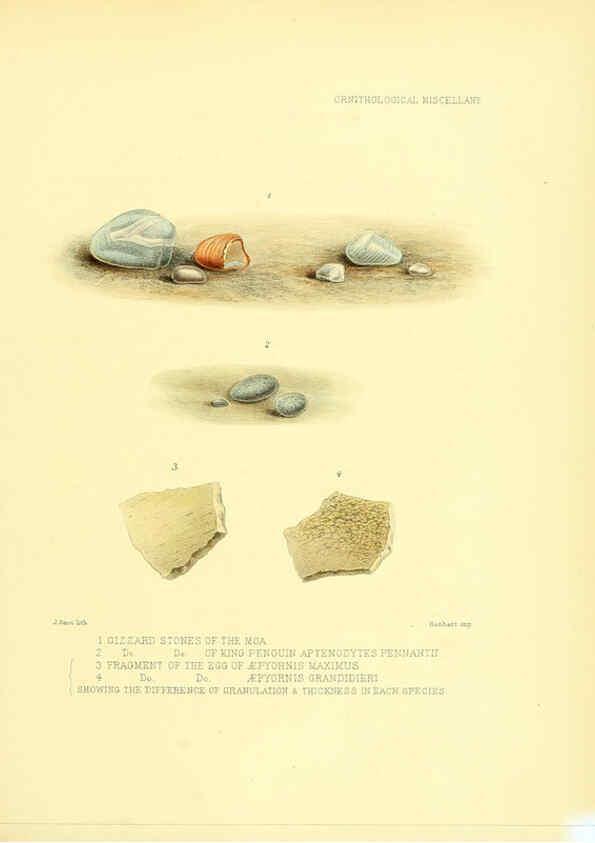 Reproducción/Reproduction 5982107346: Ornithological miscellany V.3 London :Trübner and Co., Bernard Quaritch, R.H. Porter,1876-1878