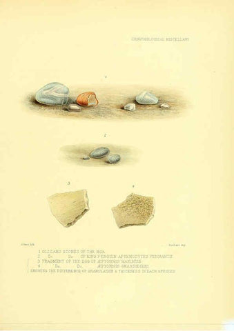 Reproducción/Reproduction 5982107346: Ornithological miscellany V.3 London :Trübner and Co., Bernard Quaritch, R.H. Porter,1876-1878