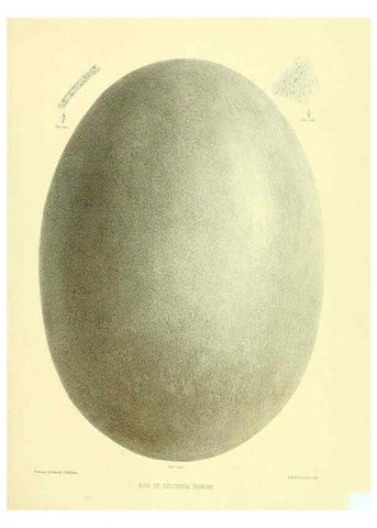 Reproducción/Reproduction 5982107548: Ornithological miscellany V.3 London :Trübner and Co., Bernard Quaritch, R.H. Porter,1876-1878