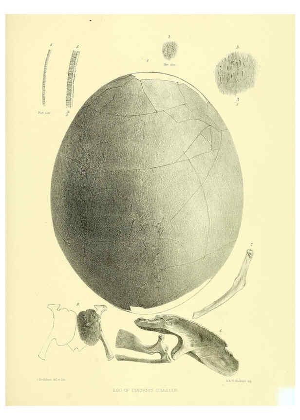 Reproducción/Reproduction 5981547731: Ornithological miscellany V.3 London :Trübner and Co., Bernard Quaritch, R.H. Porter,1876-1878