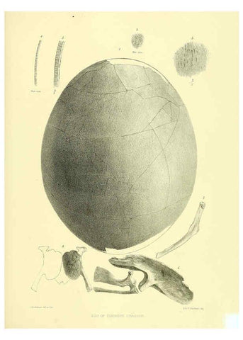 Reproducción/Reproduction 5981547731: Ornithological miscellany V.3 London :Trübner and Co., Bernard Quaritch, R.H. Porter,1876-1878