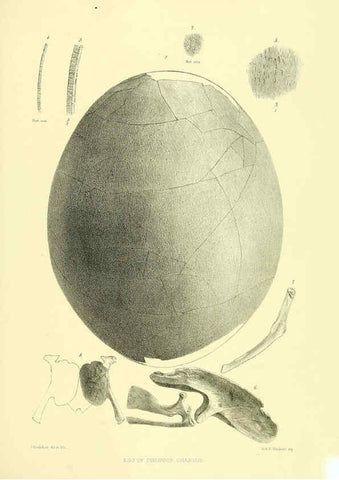 Reproducción/Reproduction 5981547731: Ornithological miscellany V.3 London :Trübner and Co., Bernard Quaritch, R.H. Porter,1876-1878