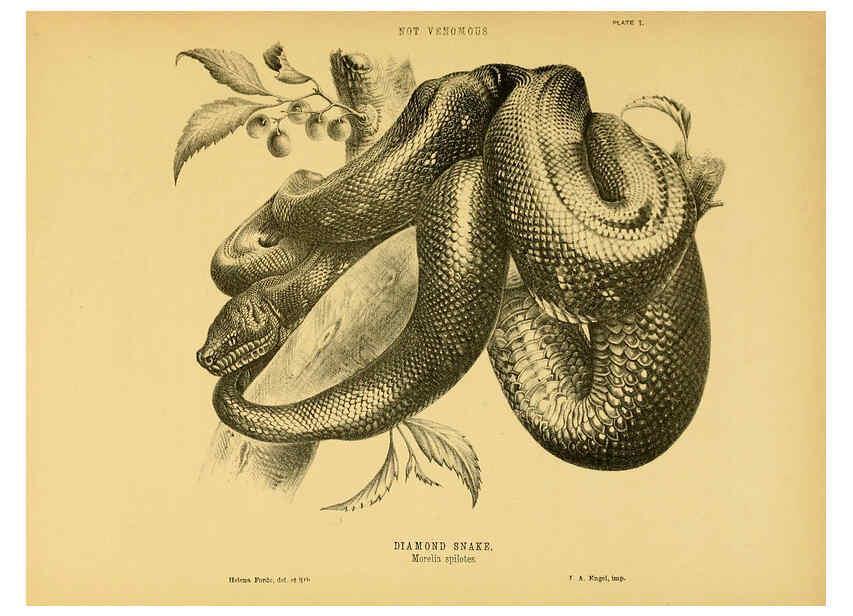 Reproducción/Reproduction 5981596379: The snakes of Australia Sydney :T. Richards, Government Printer,1869