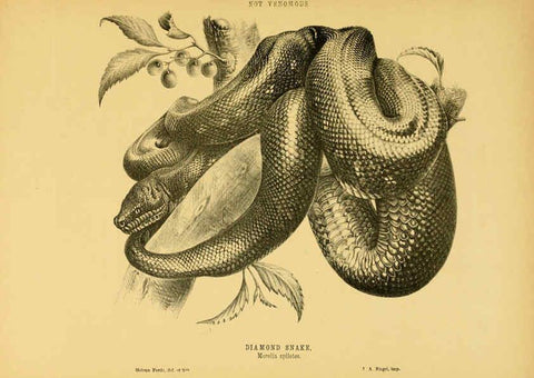 Reproducción/Reproduction 5981596379: The snakes of Australia Sydney :T. Richards, Government Printer,1869