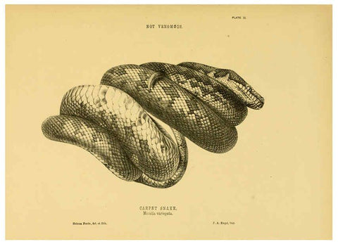 Reproducción/Reproduction 5981596891: The snakes of Australia Sydney :T. Richards, Government Printer,1869