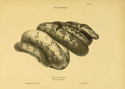 Reproducción/Reproduction 5981596891: The snakes of Australia Sydney :T. Richards, Government Printer,1869