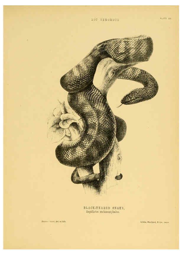 Reproducción/Reproduction 5982157872: The snakes of Australia Sydney :T. Richards, Government Printer,1869