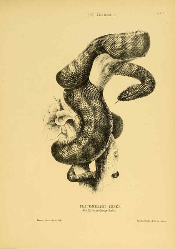 Reproducción/Reproduction 5982157872: The snakes of Australia Sydney :T. Richards, Government Printer,1869