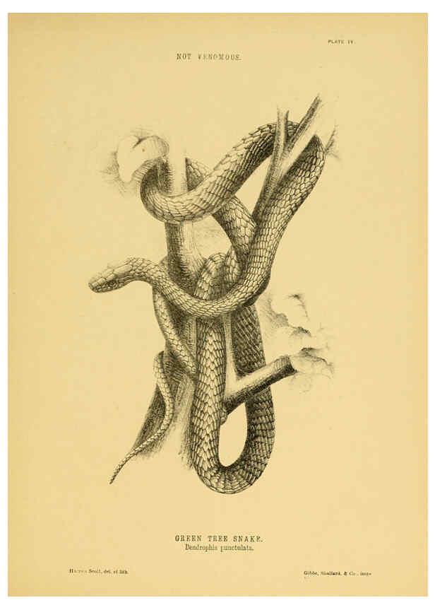 Reproducción/Reproduction 5981597669: The snakes of Australia Sydney :T. Richards, Government Printer,1869