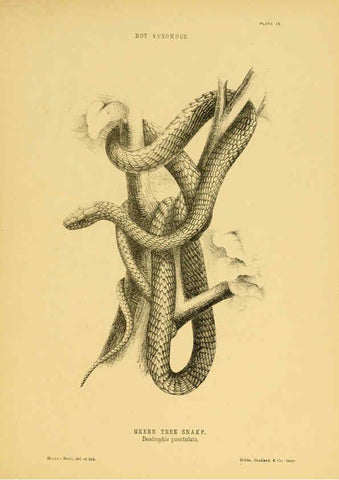 Reproducción/Reproduction 5981597669: The snakes of Australia Sydney :T. Richards, Government Printer,1869