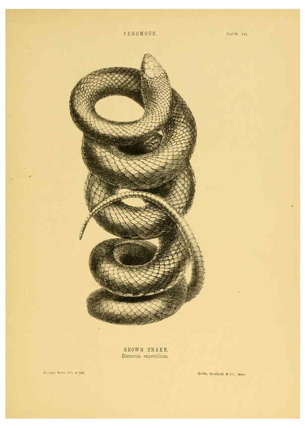 Reproducción/Reproduction 5981598613: The snakes of Australia Sydney :T. Richards, Government Printer,1869