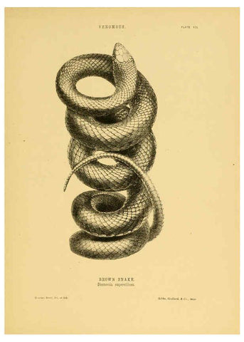 Reproducción/Reproduction 5981598613: The snakes of Australia Sydney :T. Richards, Government Printer,1869