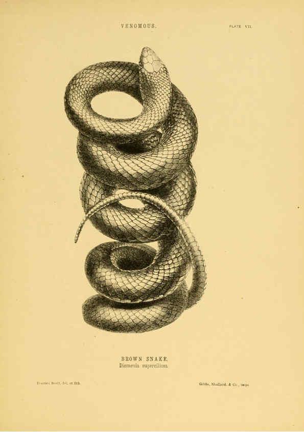 Reproducción/Reproduction 5981598613: The snakes of Australia Sydney :T. Richards, Government Printer,1869