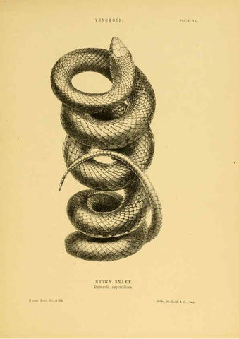 Reproducción/Reproduction 5981598613: The snakes of Australia Sydney :T. Richards, Government Printer,1869