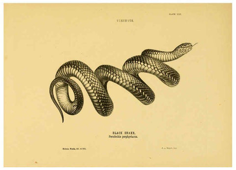 Reproducción/Reproduction 5982159492: The snakes of Australia Sydney :T. Richards, Government Printer,1869