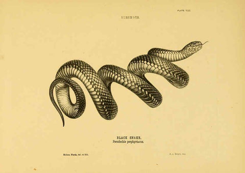 Reproducción/Reproduction 5982159492: The snakes of Australia Sydney :T. Richards, Government Printer,1869