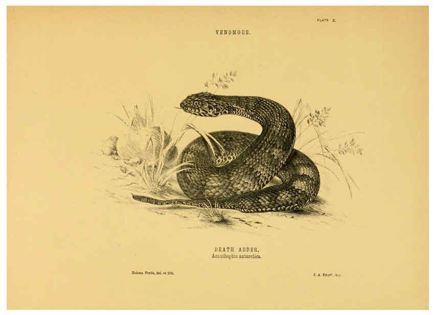 Reproducción/Reproduction 5982160160: The snakes of Australia Sydney :T. Richards, Government Printer,1869