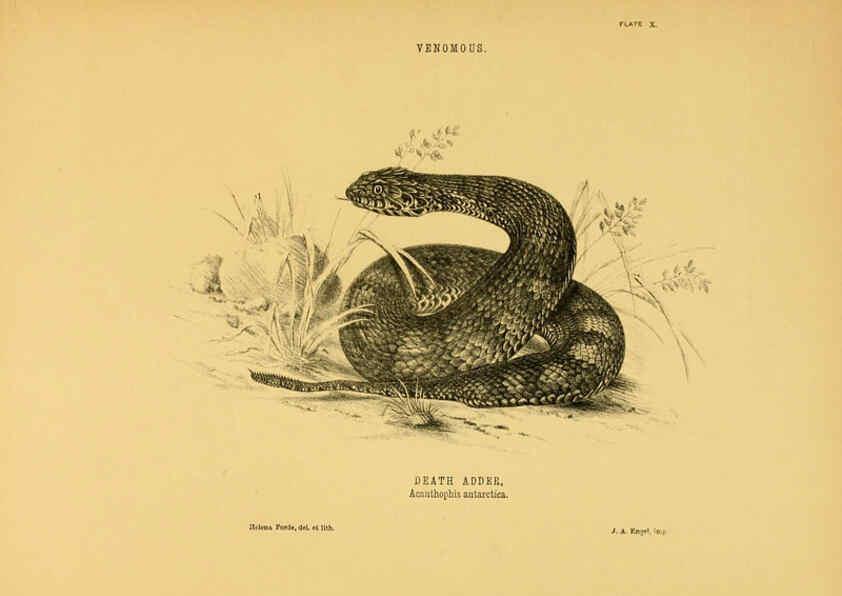 Reproducción/Reproduction 5982160160: The snakes of Australia Sydney :T. Richards, Government Printer,1869