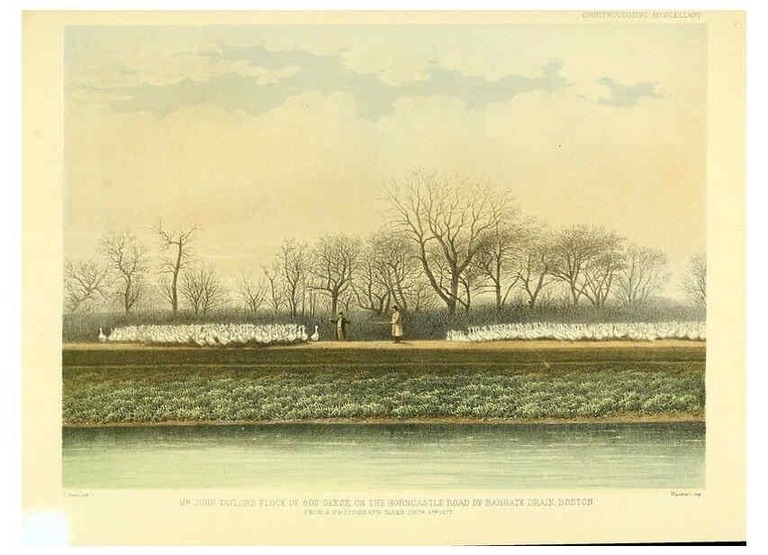 Reproducción/Reproduction 5982105302: Ornithological miscellany V.3 London :Trübner and Co., Bernard Quaritch, R.H. Porter,1876-1878