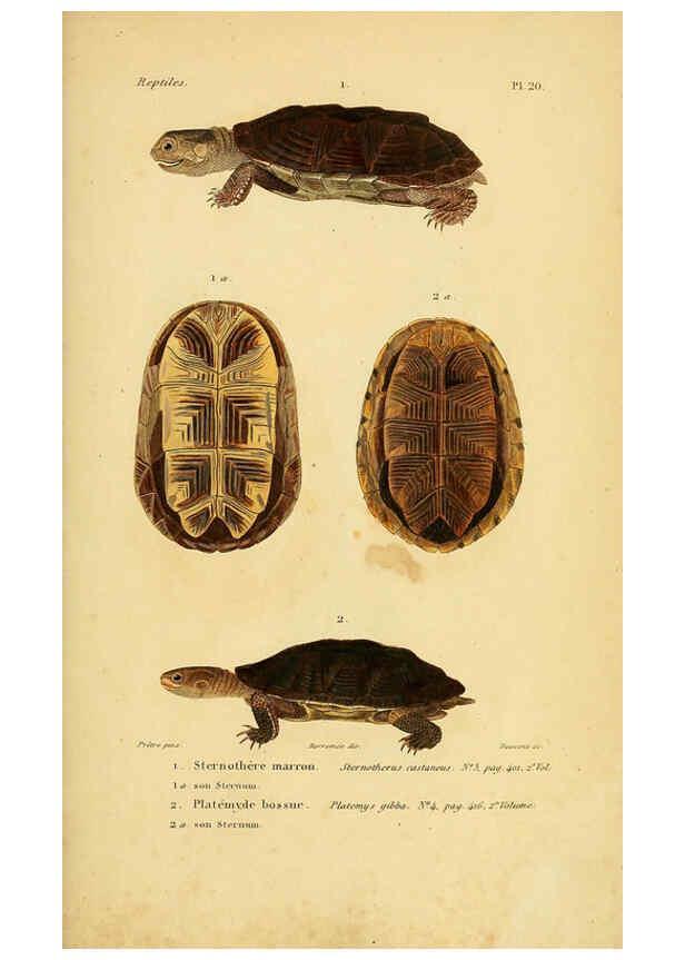Reproducción/Reproduction 5982397930: Erpétologie générale, ou, Histoire naturelle complète des reptiles Paris :Roret,1834-1854