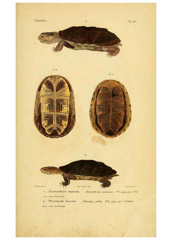 Reproducción/Reproduction 5982397930: Erpétologie générale, ou, Histoire naturelle complète des reptiles Paris :Roret,1834-1854