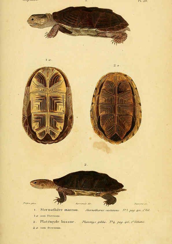 Reproducción/Reproduction 5982397930: Erpétologie générale, ou, Histoire naturelle complète des reptiles Paris :Roret,1834-1854