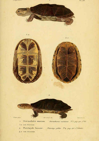Reproducción/Reproduction 5982397930: Erpétologie générale, ou, Histoire naturelle complète des reptiles Paris :Roret,1834-1854