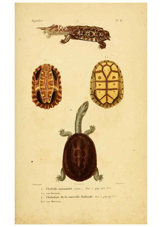 Reproducción/Reproduction 5981837777: Erpétologie générale, ou, Histoire naturelle complète des reptiles Paris :Roret,1834-1854
