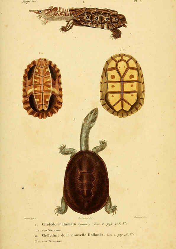 Reproducción/Reproduction 5981837777: Erpétologie générale, ou, Histoire naturelle complète des reptiles Paris :Roret,1834-1854