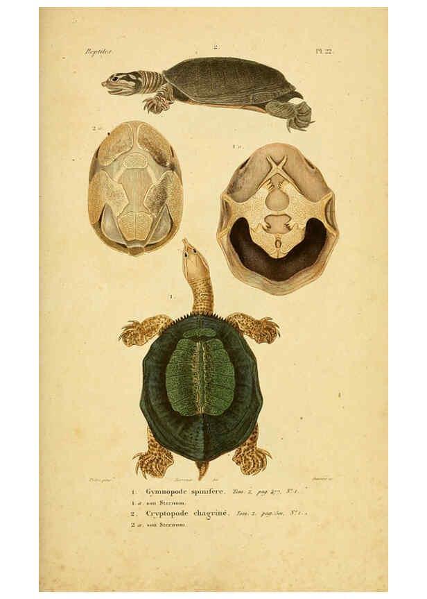 Reproducción/Reproduction 5981838099: Erpétologie générale, ou, Histoire naturelle complète des reptiles Paris :Roret,1834-1854