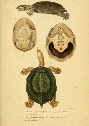 Reproducción/Reproduction 5981838099: Erpétologie générale, ou, Histoire naturelle complète des reptiles Paris :Roret,1834-1854