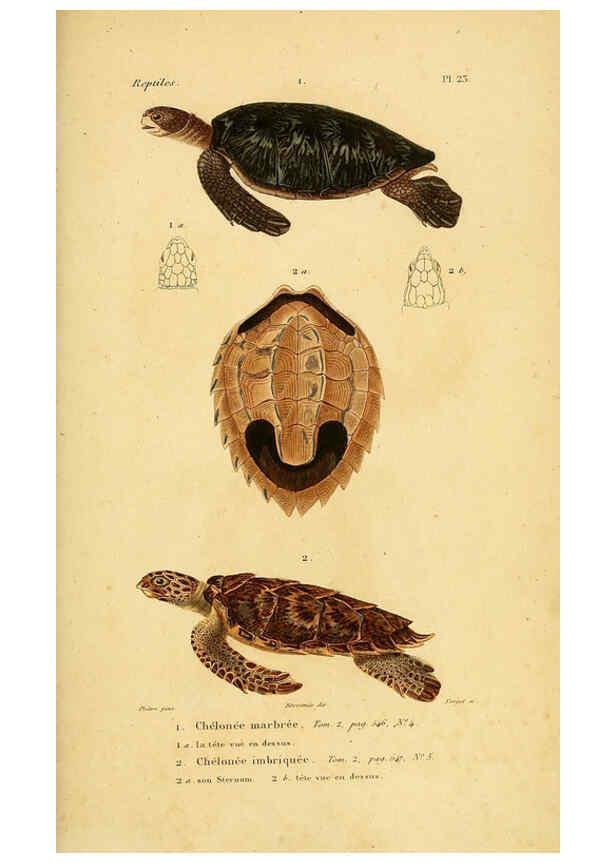 Reproducción/Reproduction 5981838551: Erpétologie générale, ou, Histoire naturelle complète des reptiles Paris :Roret,1834-1854