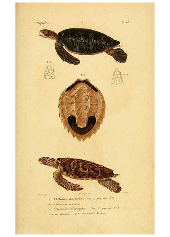 Reproducción/Reproduction 5981838551: Erpétologie générale, ou, Histoire naturelle complète des reptiles Paris :Roret,1834-1854