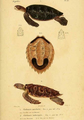 Reproducción/Reproduction 5981838551: Erpétologie générale, ou, Histoire naturelle complète des reptiles Paris :Roret,1834-1854