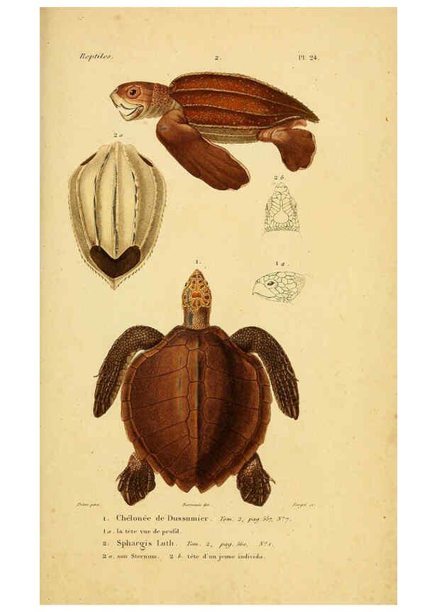 Reproducción/Reproduction 5981839049: Erpétologie générale, ou, Histoire naturelle complète des reptiles Paris :Roret,1834-1854