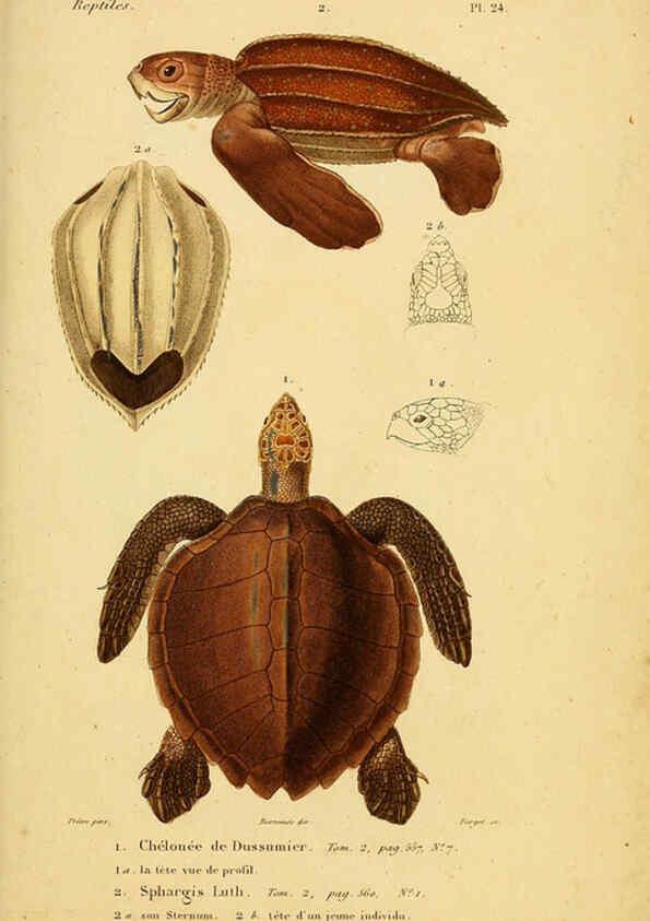 Reproducción/Reproduction 5981839049: Erpétologie générale, ou, Histoire naturelle complète des reptiles Paris :Roret,1834-1854