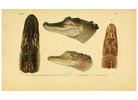 Reproducción/Reproduction 5981839461: Erpétologie générale, ou, Histoire naturelle complète des reptiles Paris :Roret,1834-1854