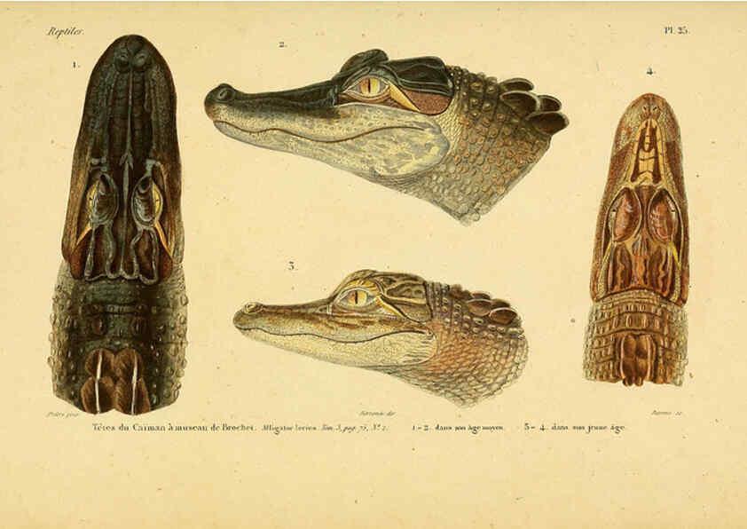 Reproducción/Reproduction 5981839461: Erpétologie générale, ou, Histoire naturelle complète des reptiles Paris :Roret,1834-1854