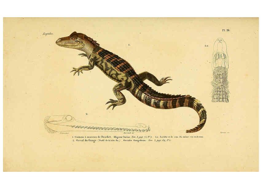 Reproducción/Reproduction 5982400604: Erpétologie générale, ou, Histoire naturelle complète des reptiles Paris :Roret,1834-1854