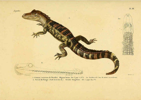 Reproducción/Reproduction 5982400604: Erpétologie générale, ou, Histoire naturelle complète des reptiles Paris :Roret,1834-1854