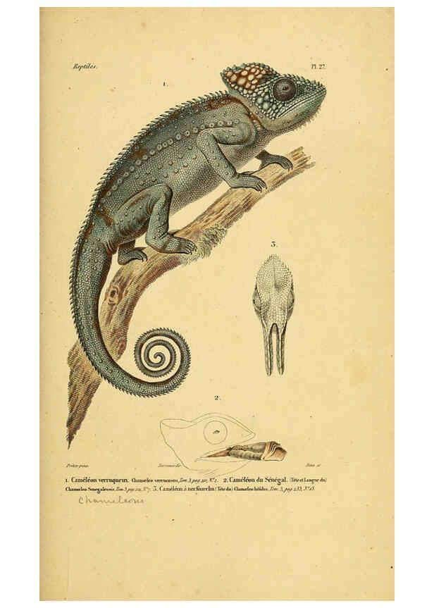 Reproducción/Reproduction 5981840643: Erpétologie générale, ou, Histoire naturelle complète des reptiles Paris :Roret,1834-1854