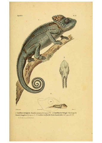 Reproducción/Reproduction 5981840643: Erpétologie générale, ou, Histoire naturelle complète des reptiles Paris :Roret,1834-1854