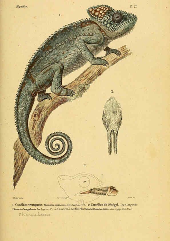Reproducción/Reproduction 5981840643: Erpétologie générale, ou, Histoire naturelle complète des reptiles Paris :Roret,1834-1854