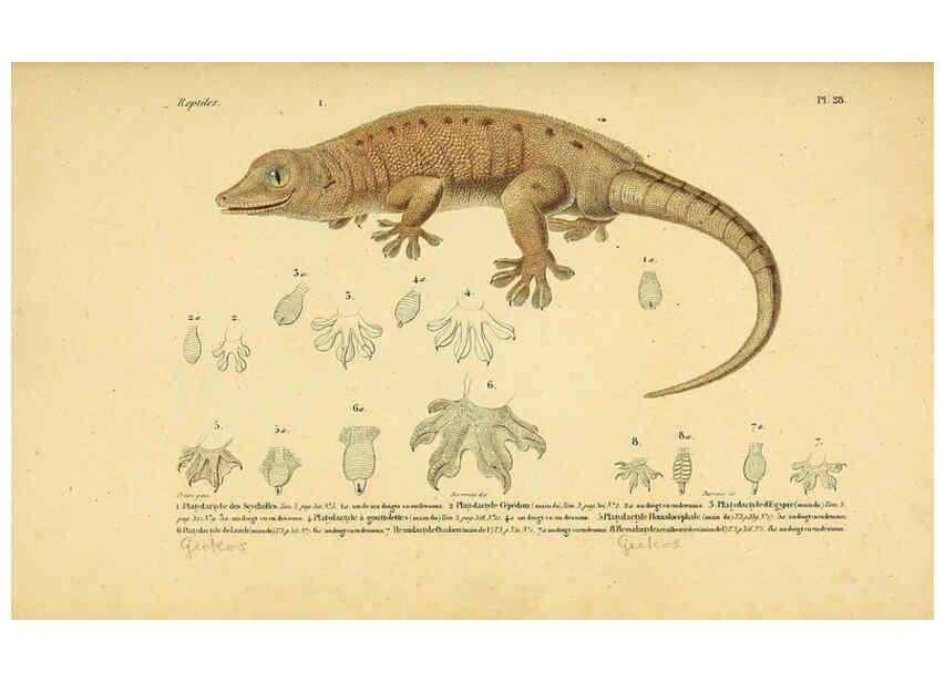 Reproducción/Reproduction 5982401686: Erpétologie générale, ou, Histoire naturelle complète des reptiles Paris :Roret,1834-1854