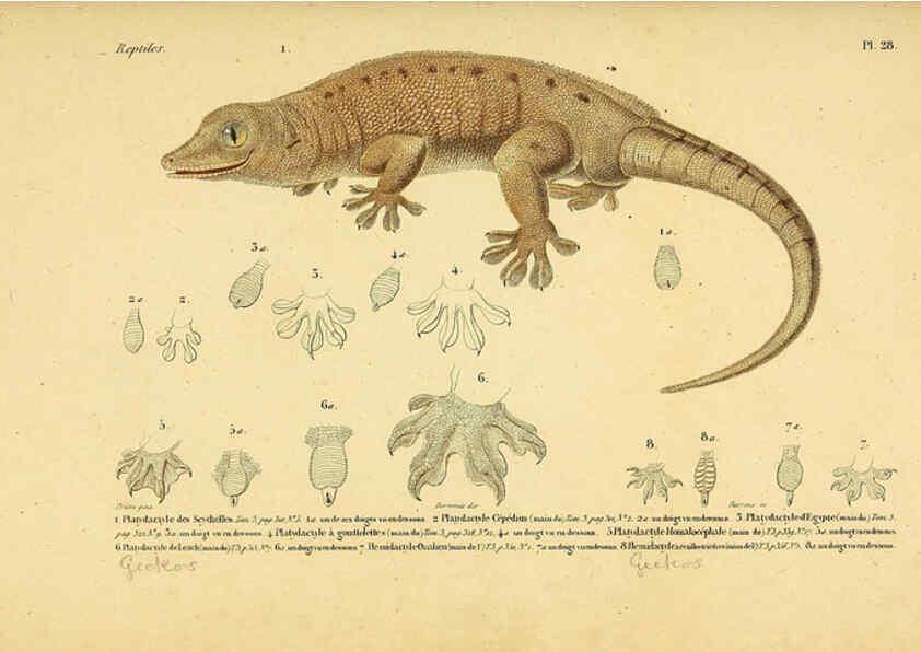 Reproducción/Reproduction 5982401686: Erpétologie générale, ou, Histoire naturelle complète des reptiles Paris :Roret,1834-1854