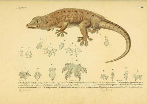 Reproducción/Reproduction 5982401686: Erpétologie générale, ou, Histoire naturelle complète des reptiles Paris :Roret,1834-1854