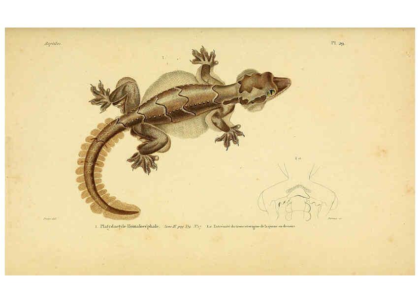 Reproducción/Reproduction 5982402080: Erpétologie générale, ou, Histoire naturelle complète des reptiles Paris :Roret,1834-1854